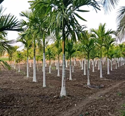 BETTLE NUT PLANTATIONS