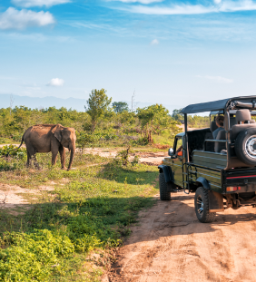 JUNGLE SAFARI